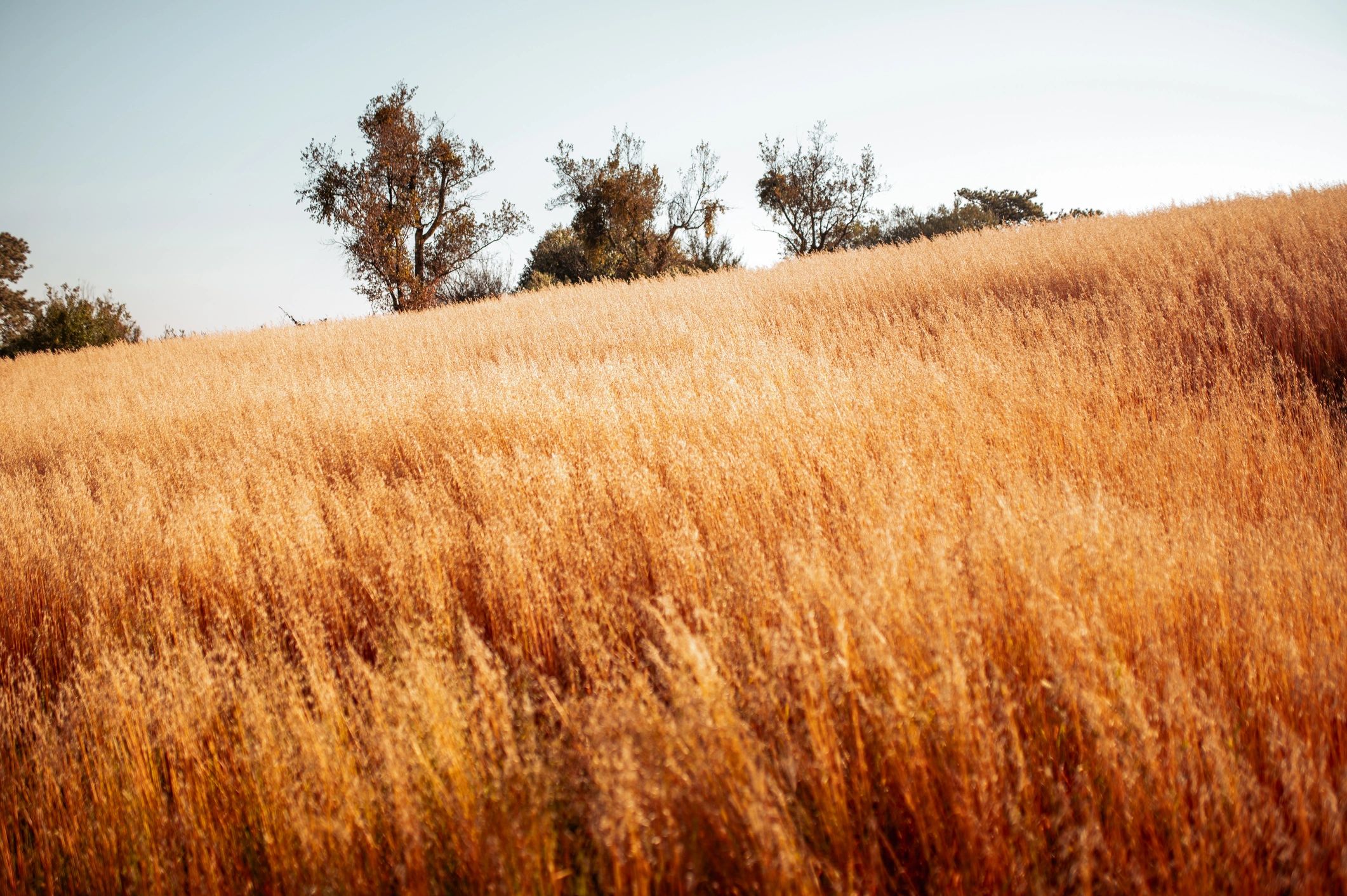 Wheat field with soft light and wide horizon