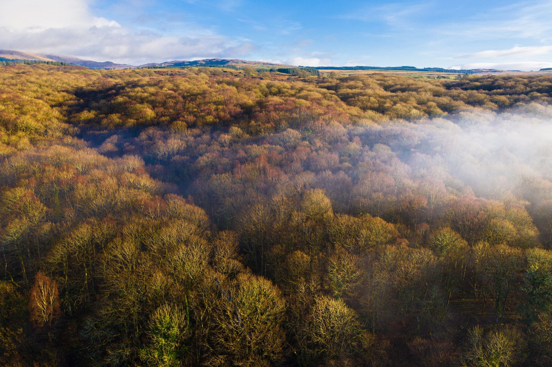 Aerial view of mist over woodland treetops