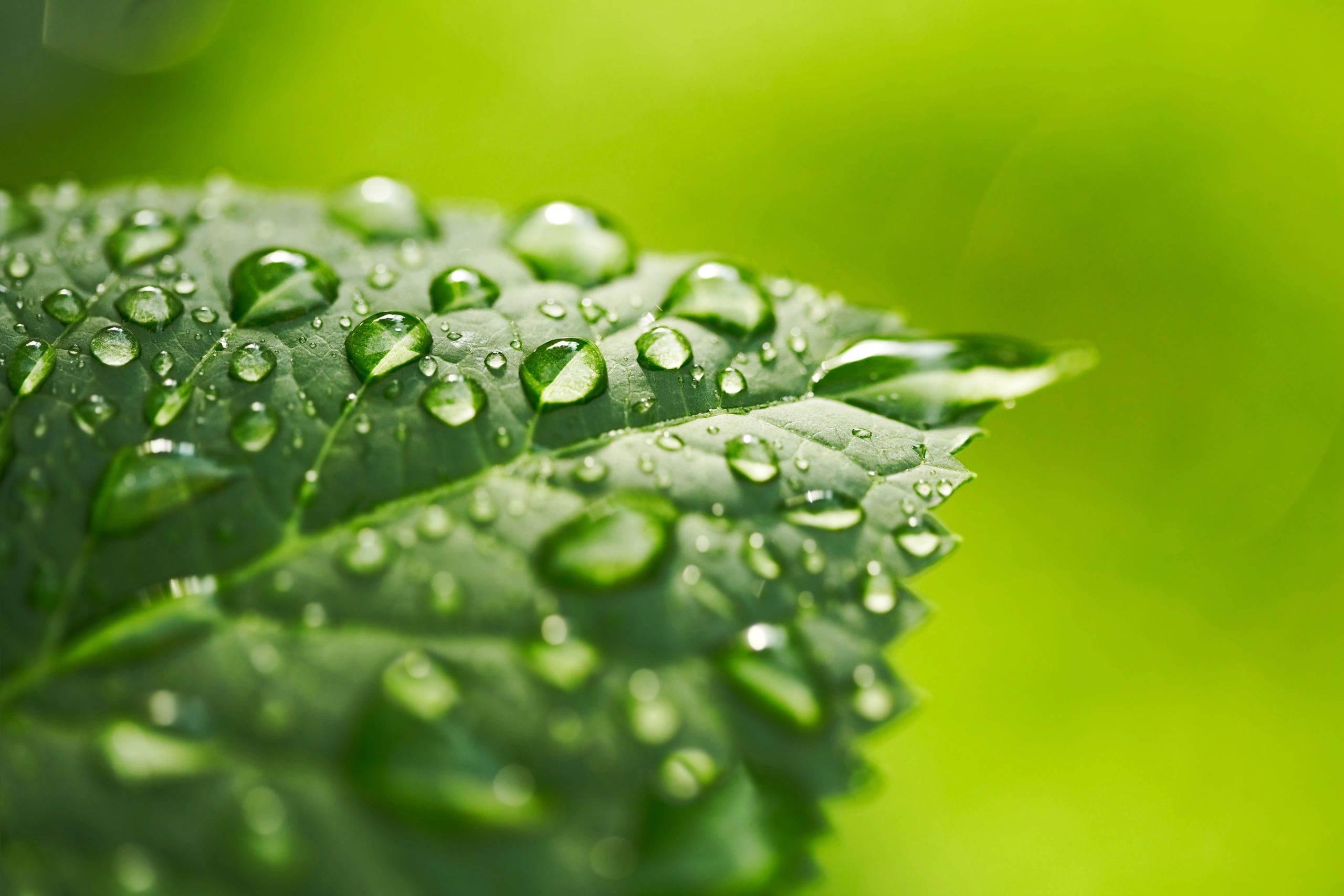 Water drop on a green leaf