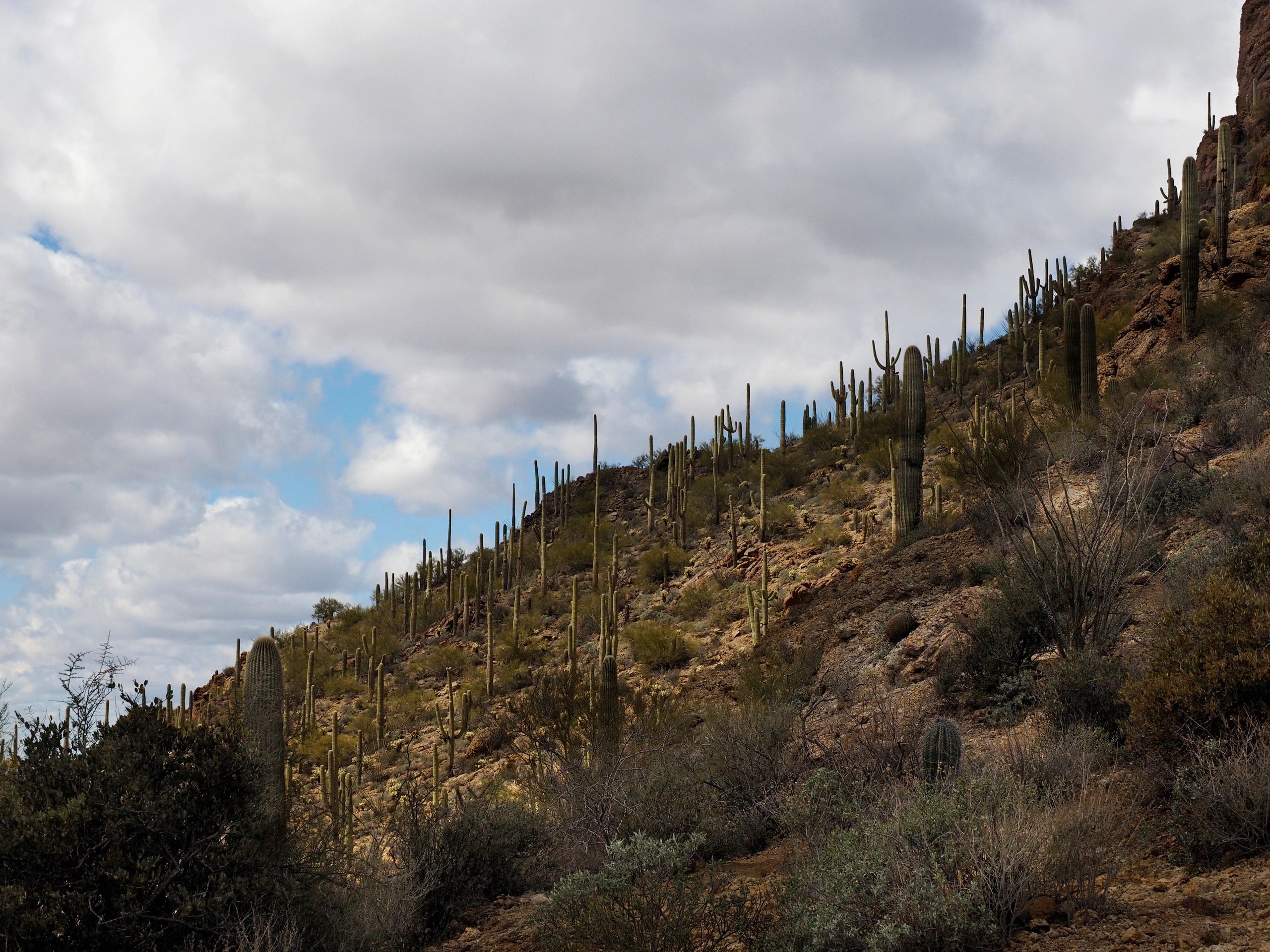 Cactus on a desert mountainside