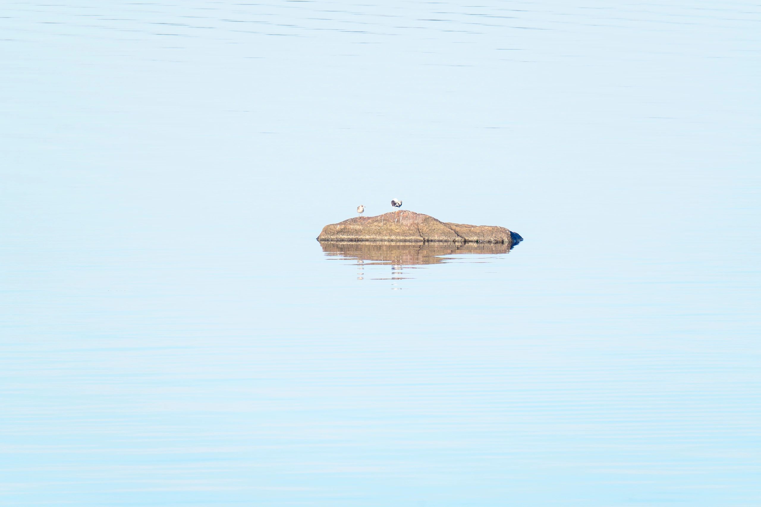 Two seagulls standing on a rock in calm water with reflection