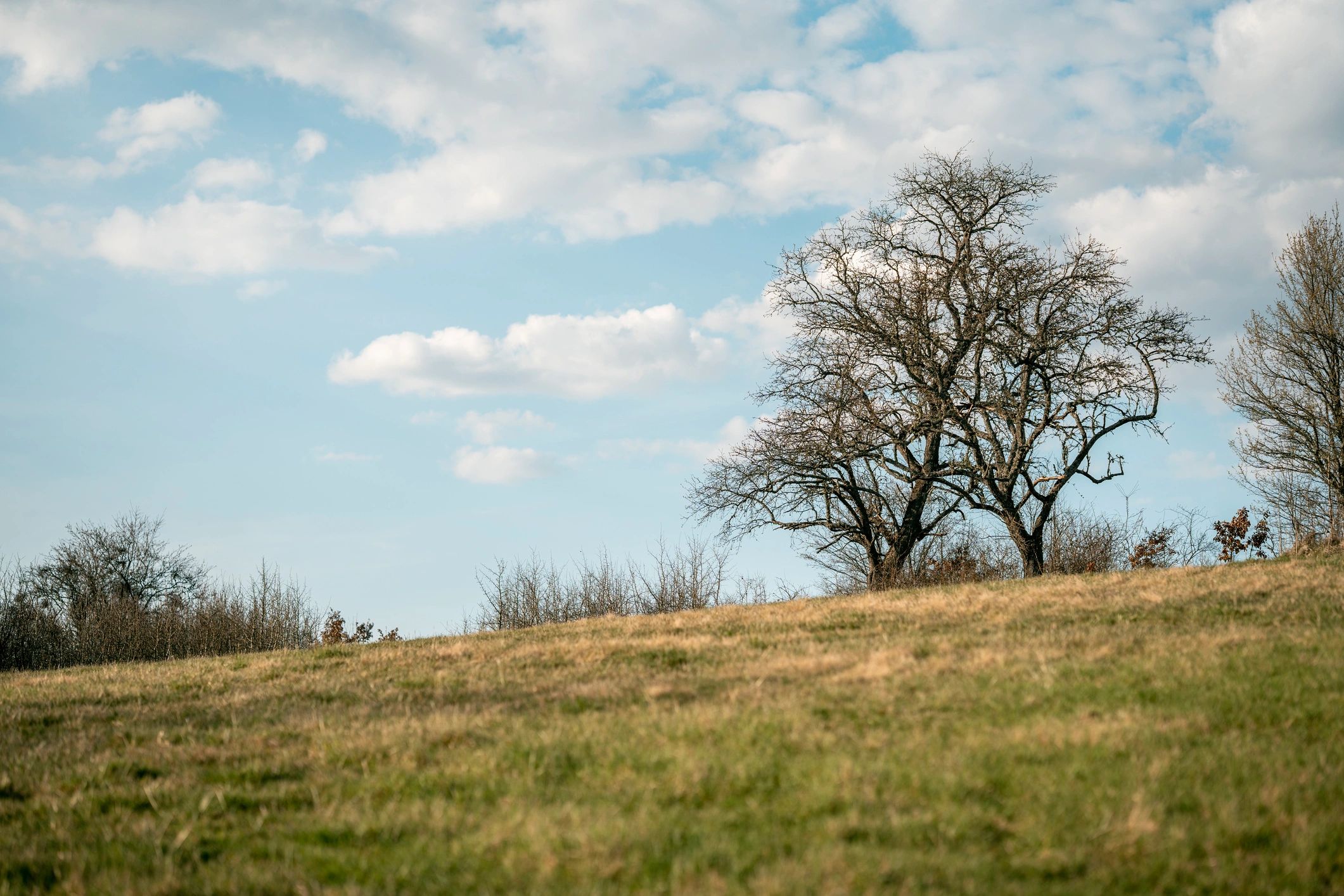 Lonely leafless tree on a rolling meadow under a blue sky